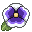 white pansy