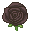 black rose