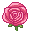 pink rose