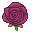 purple rose