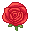 red rose