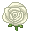 white rose