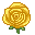 yellow rose